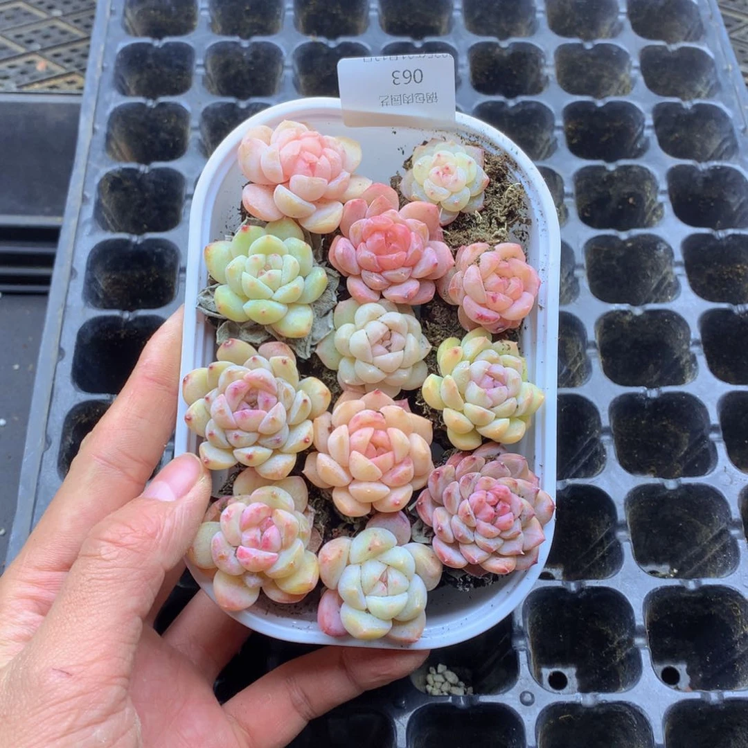 反反复复还是很开心的063