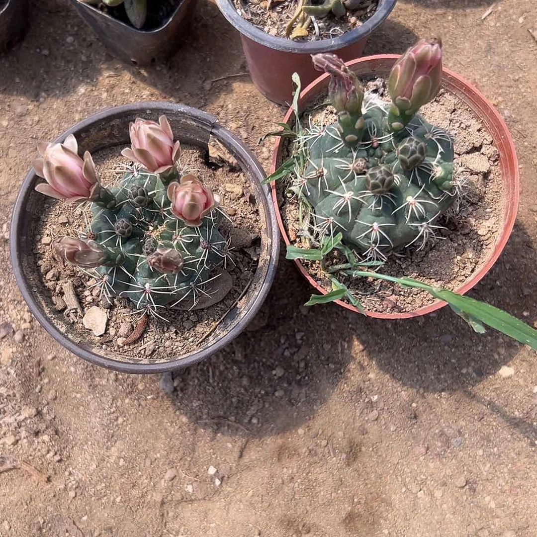 多肉植物两颗绯花玉