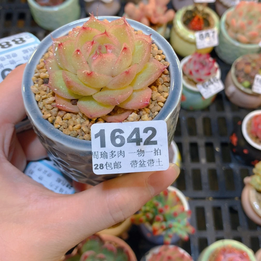 5厘米盆精控多肉1642