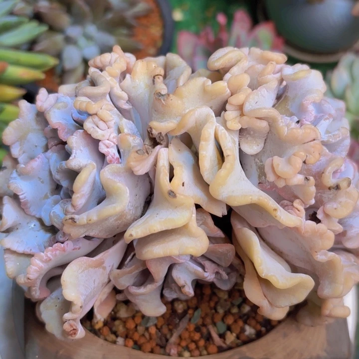 白饺子皮 老桩多肉一颗