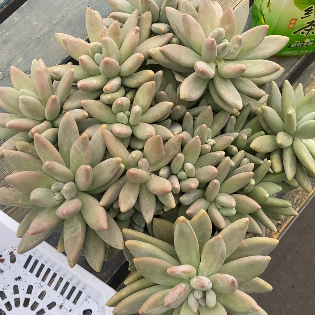 综合链接白兰地群