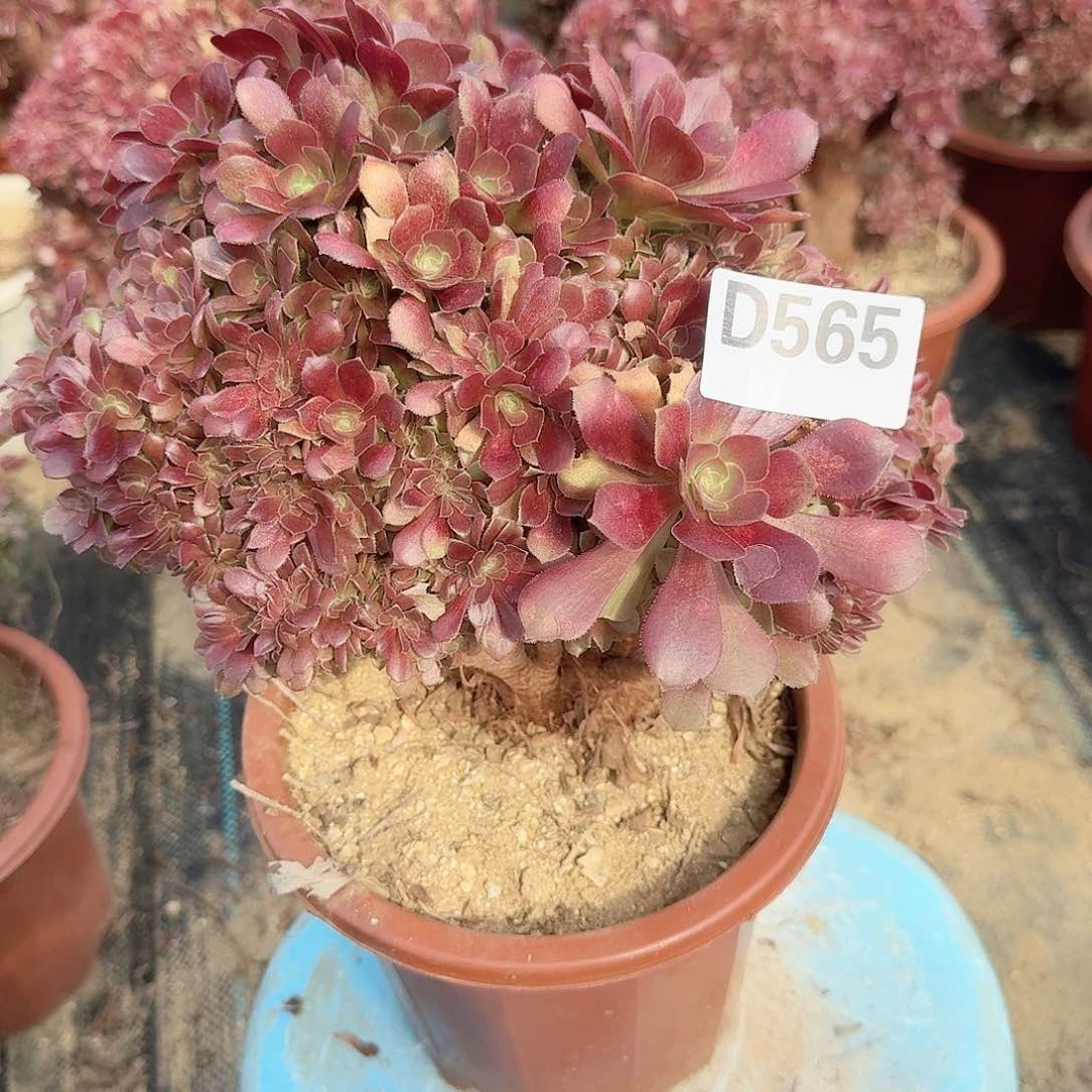 565玫瑰朵朵朵一颗