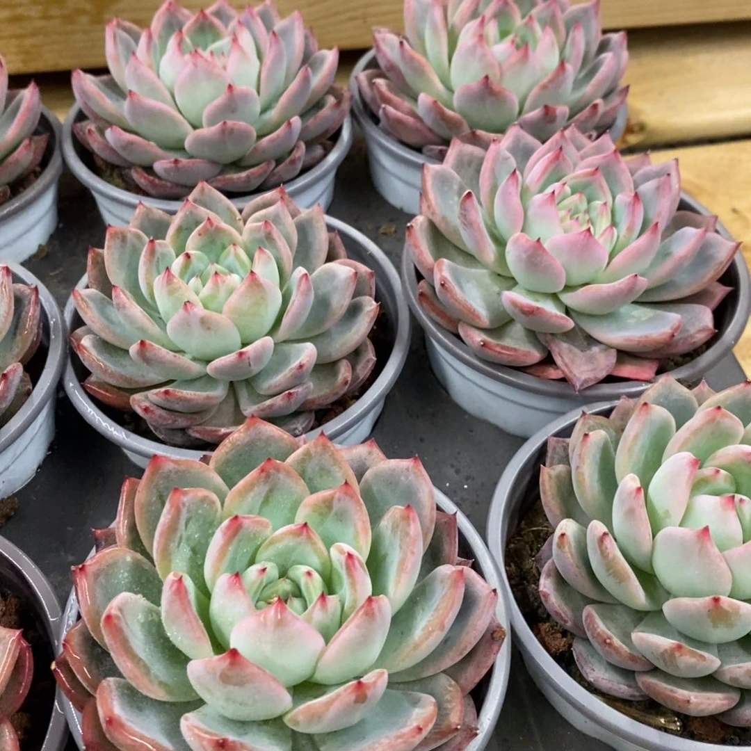 69。AK玛丽亚。单头。