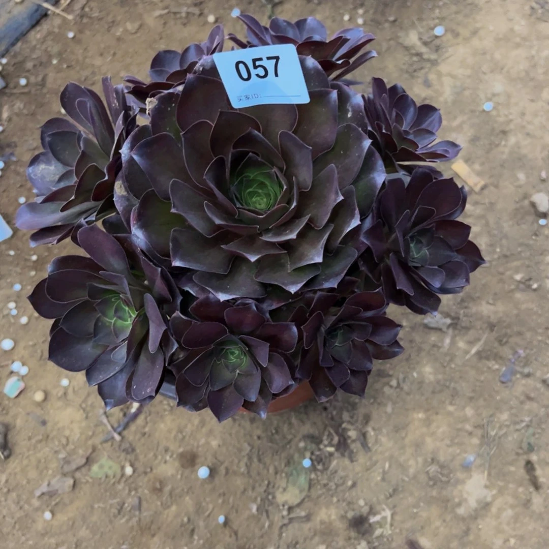 057魅金玫瑰多肉植物