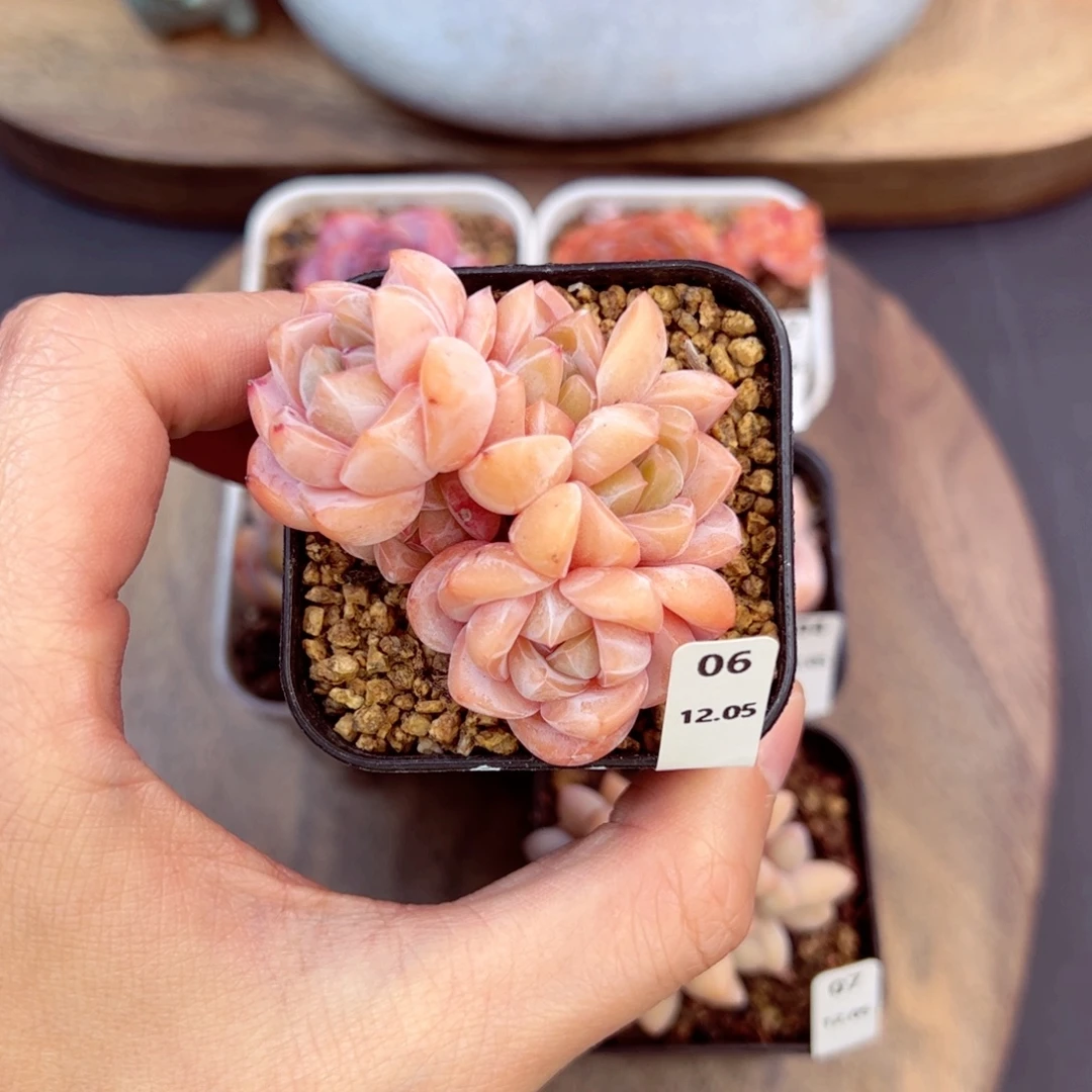 刚毅06、哈哈哈哈哈