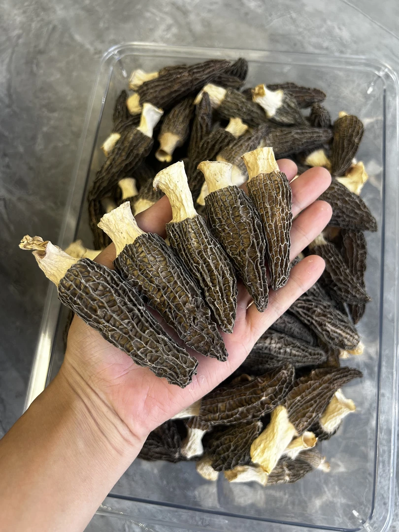 【羊肚菌】头茬精品羊肚菌5-8公分细纹肉厚