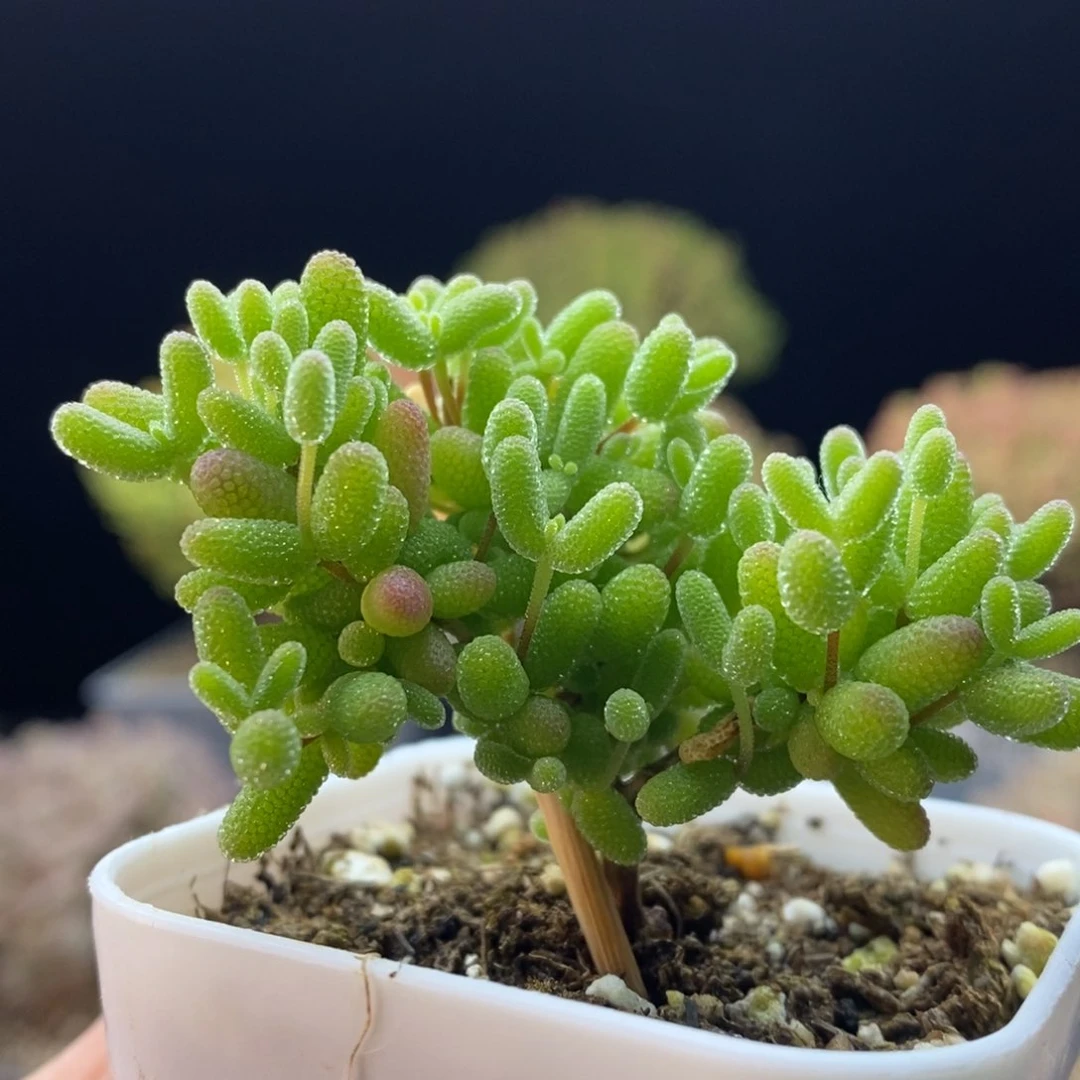 696蜜橘糖球，5.5盆