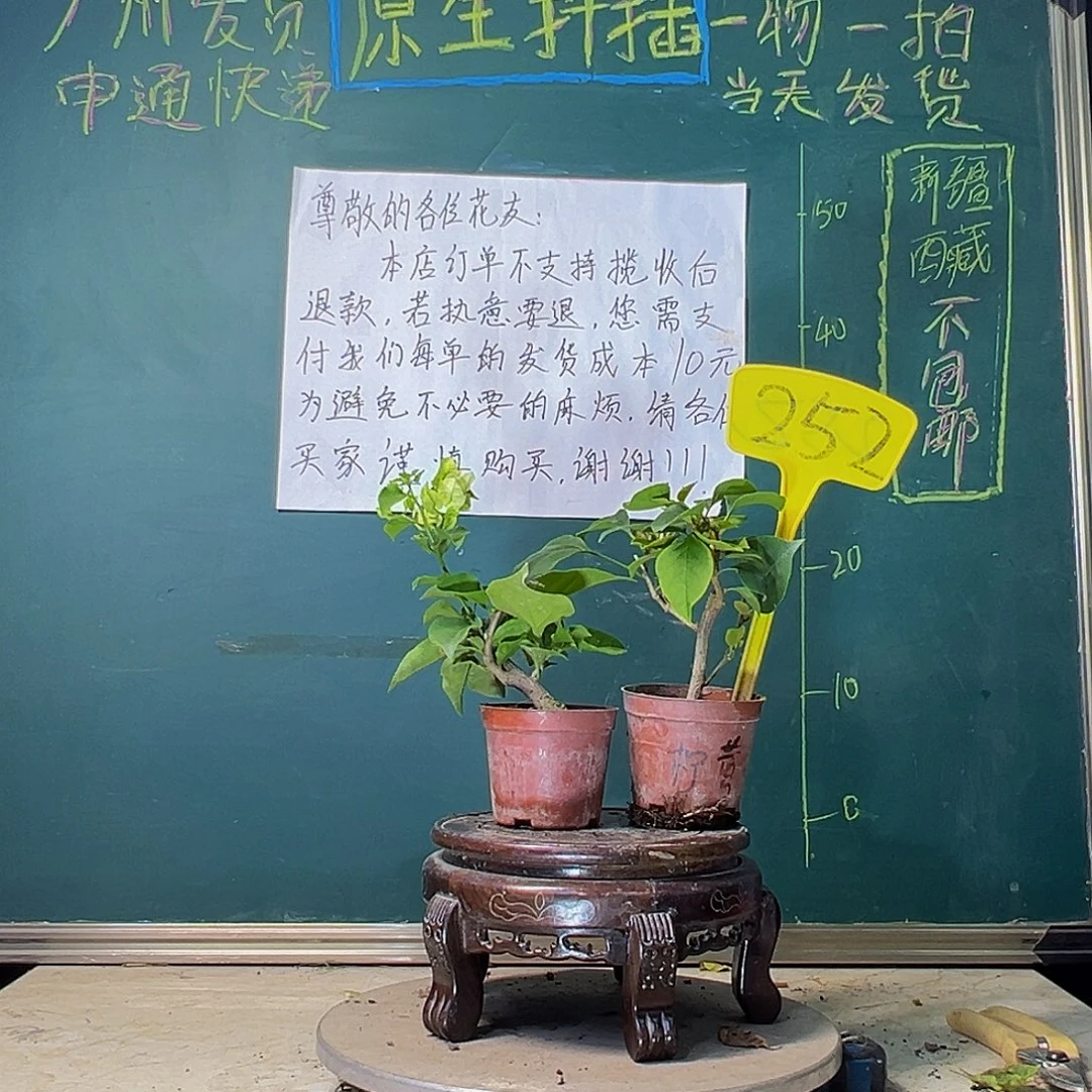 当前无花栽培后可以开花牙买加白掌中宝 柠檬黄掌中宝252