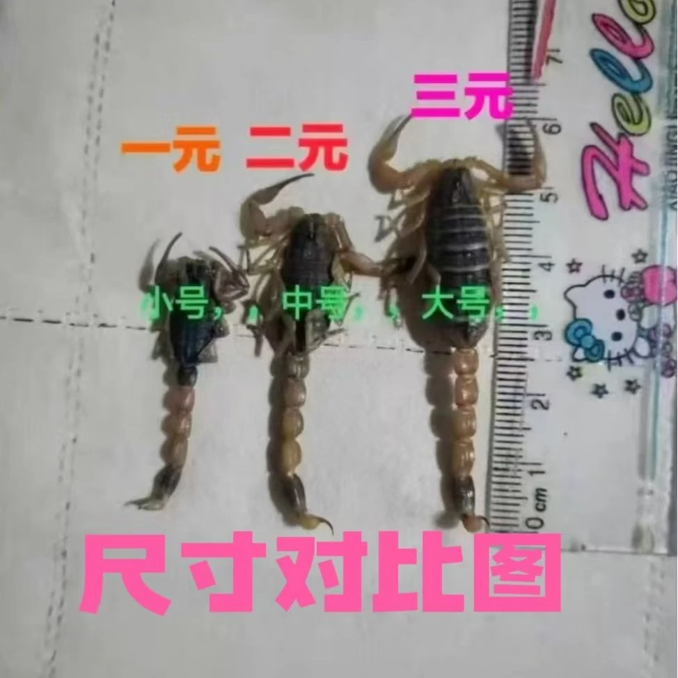 沂蒙山十足全蝎，大号蝎子，一斤380只左右，放漏5单