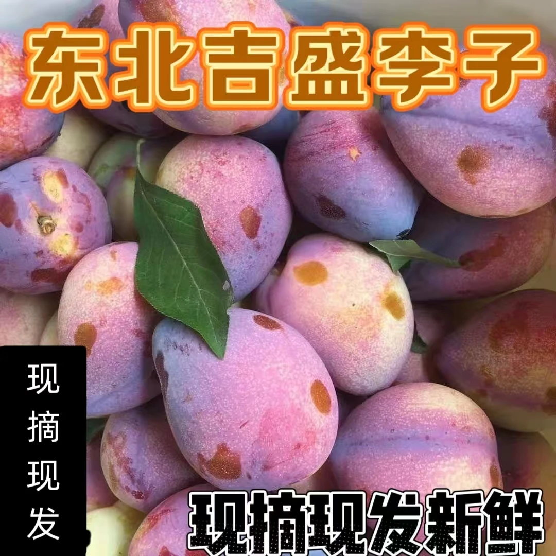 东北吉盛李子桃李子应季新鲜水果干核脱骨李子鸡心李子