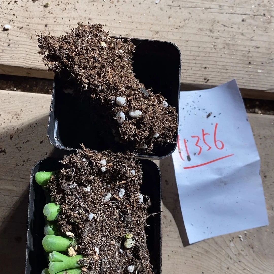 草****11381。   一组。   风铃。