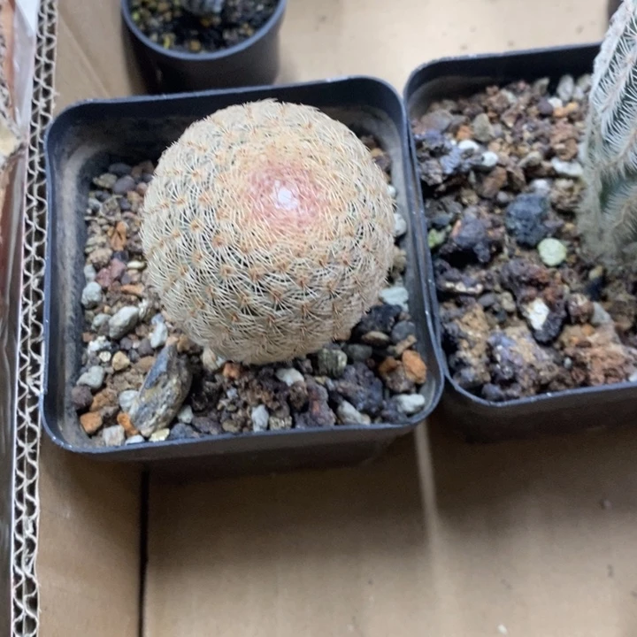 三光虾特价福利包邮