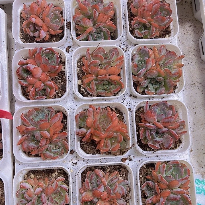 全明星群19包邮多肉植物