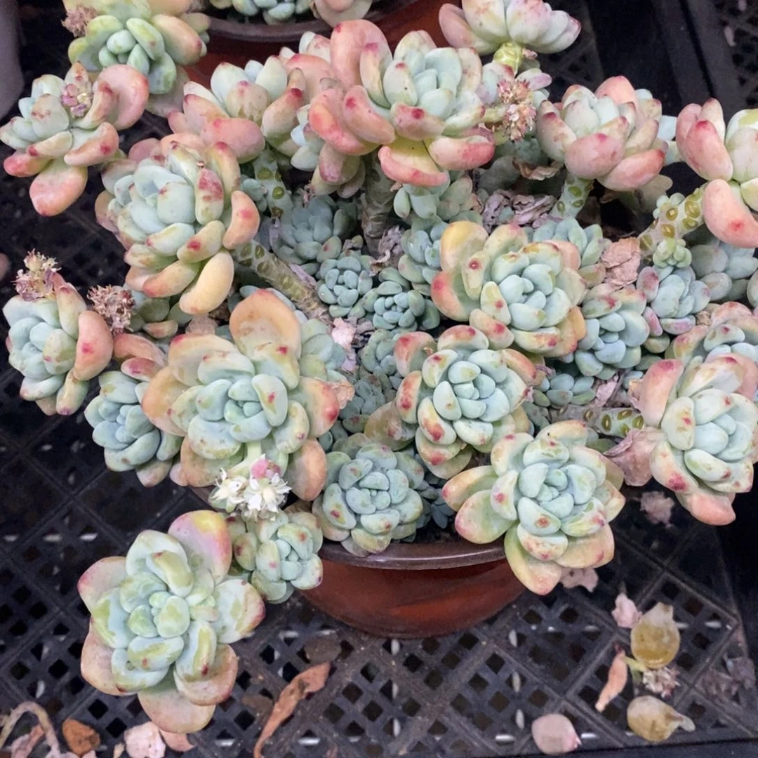 劳尔整桩整群大盆