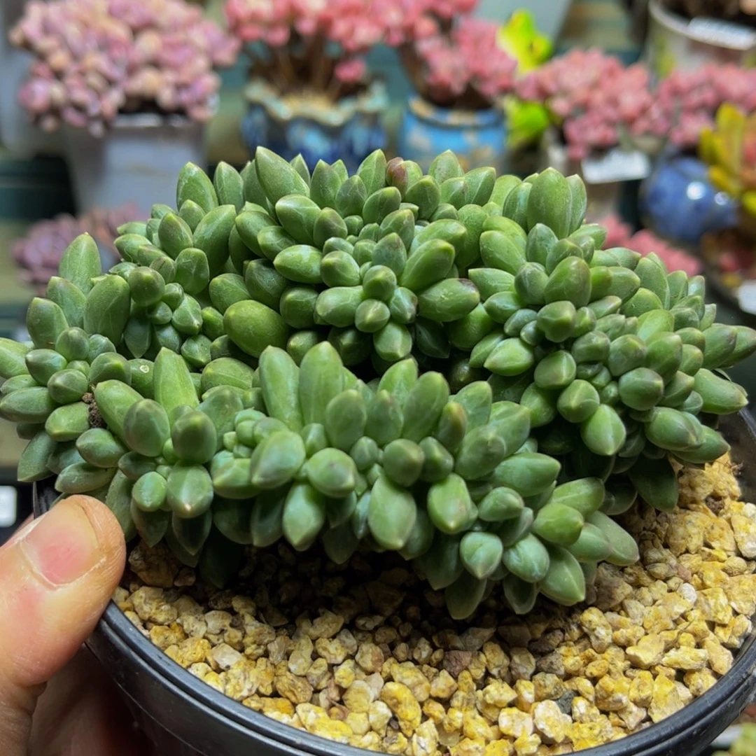 118香蕉树缀化13厘米