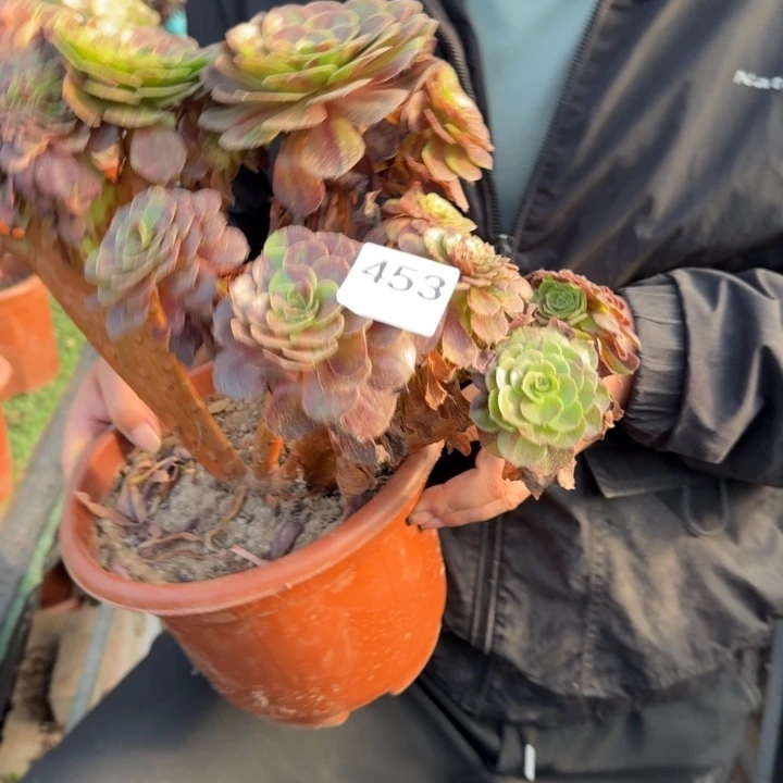 花月夜法师锦缀化453