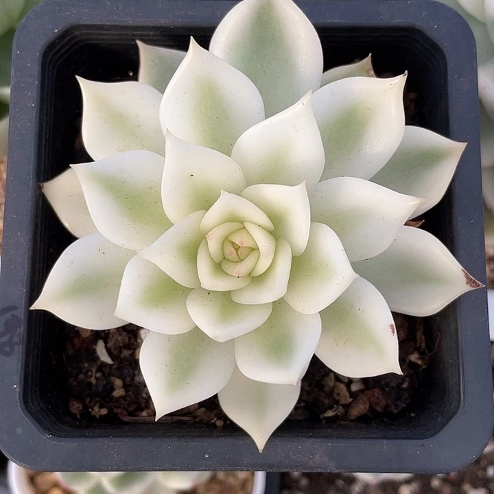 灵魂宽锦一物一拍锦龙