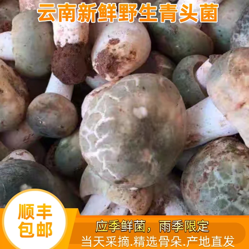 云南野生菌新鲜青头菌500克-1000克顺丰包邮