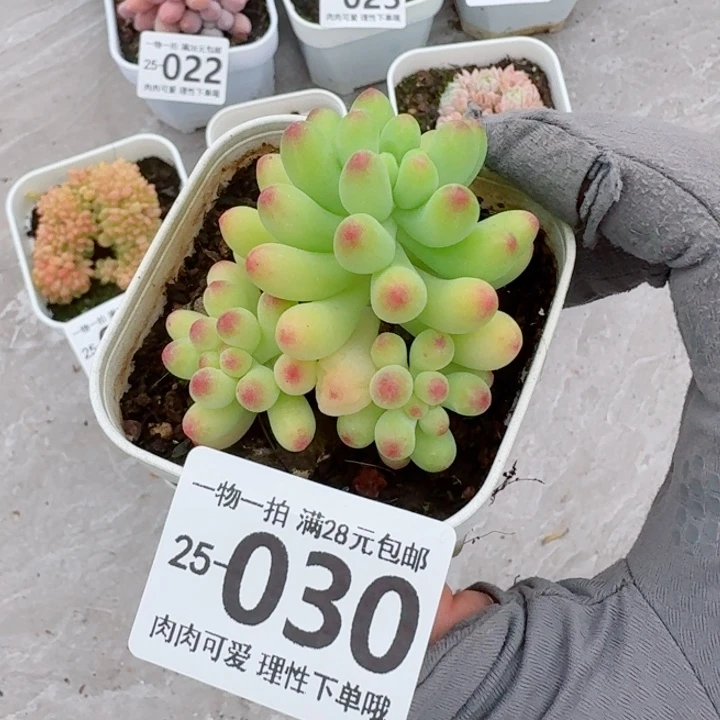 果冻乙女心多肉无盆土发货无盆土发货无