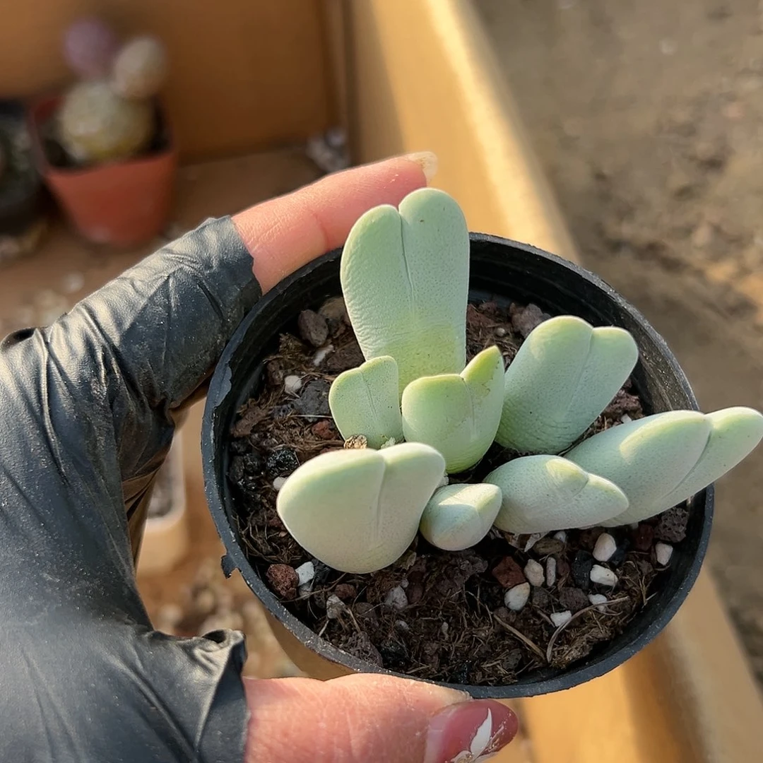 多肉植物藻灵玉群