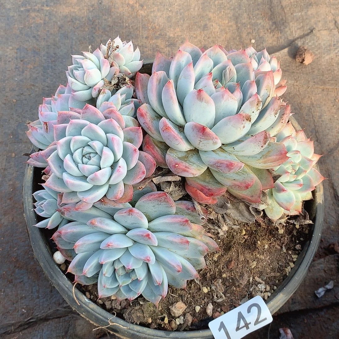 142阿尔巴一物一拍多肉