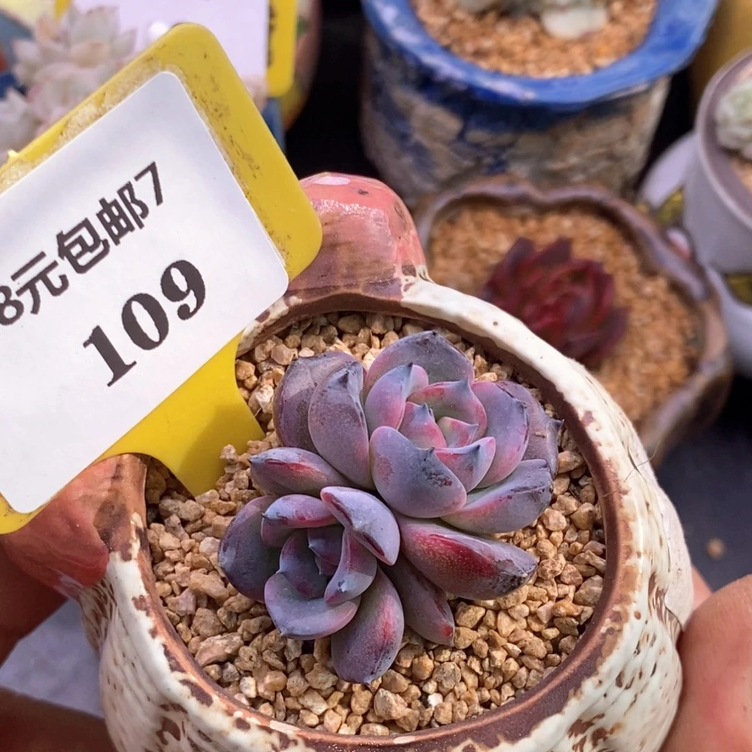 7109丸叶黑橙子正版