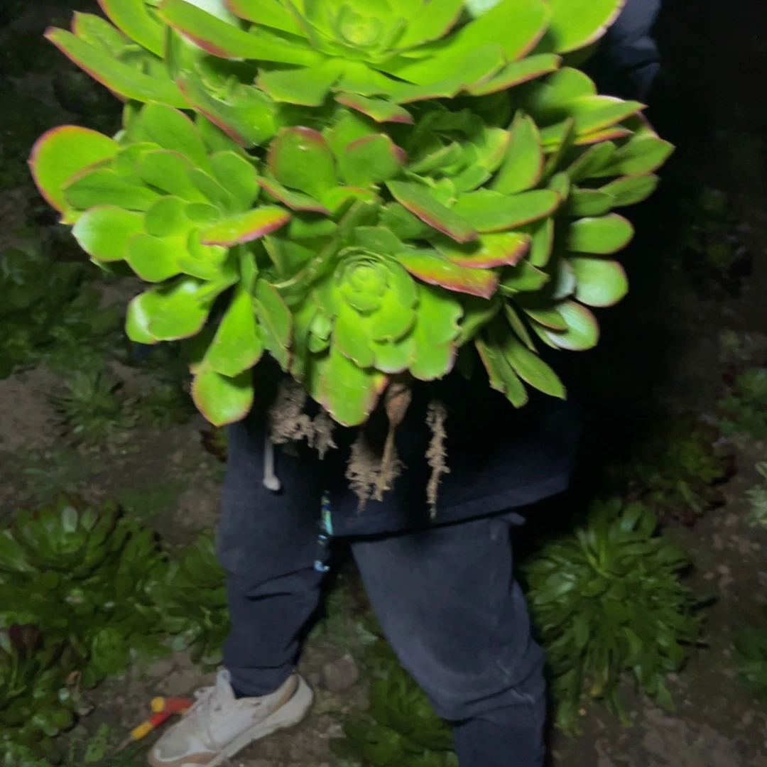 玫瑰法师多肉植物捧花的