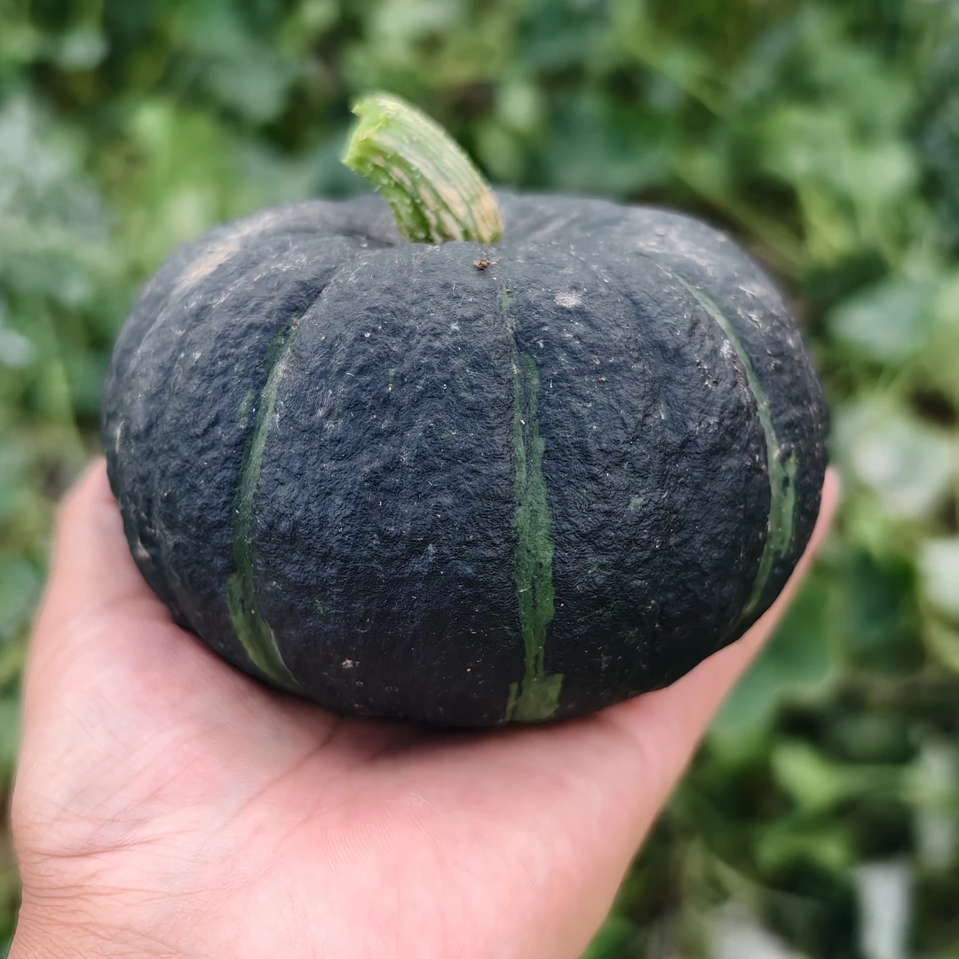 【不粉包赔】整箱5斤山西正宗贝贝南瓜粉糯香甜宝宝辅食净重4.5斤