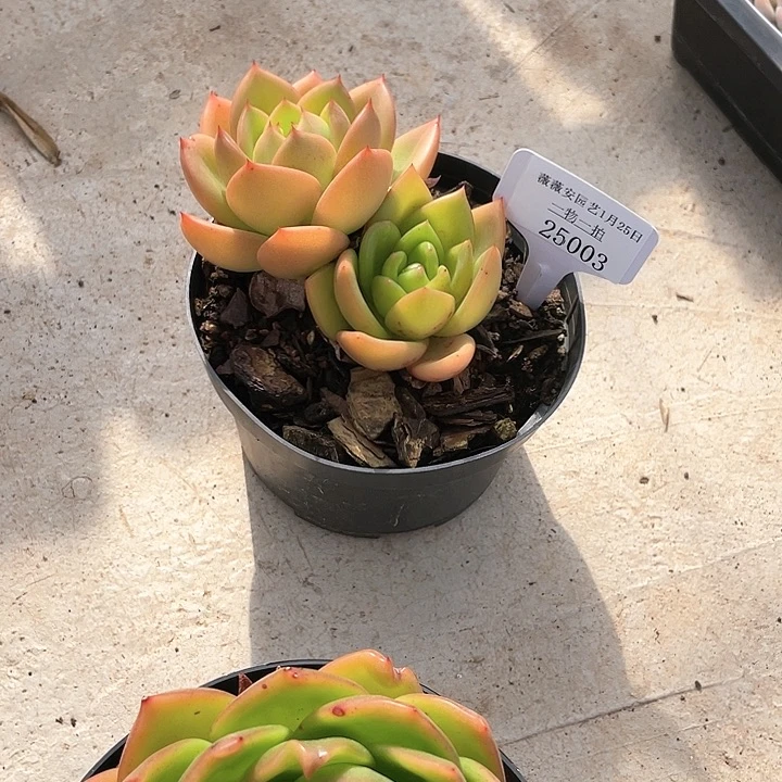 薇薇安园艺多肉25003