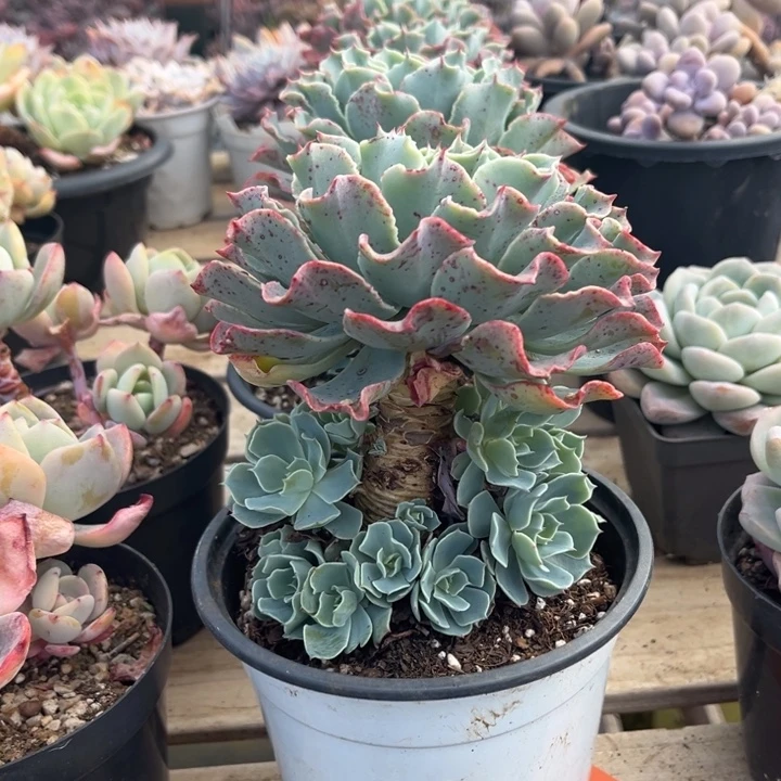 海啸多肉植物8162