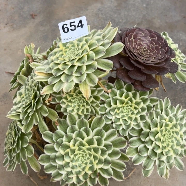 654碧浪朵朵30厘米左右