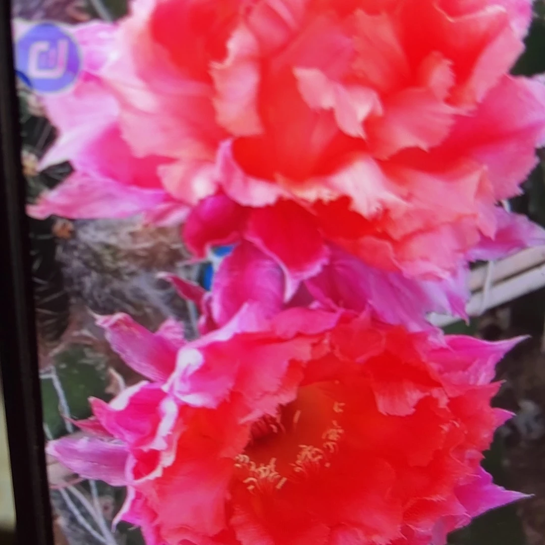 047彩侧牙20包邮钱仙人球28