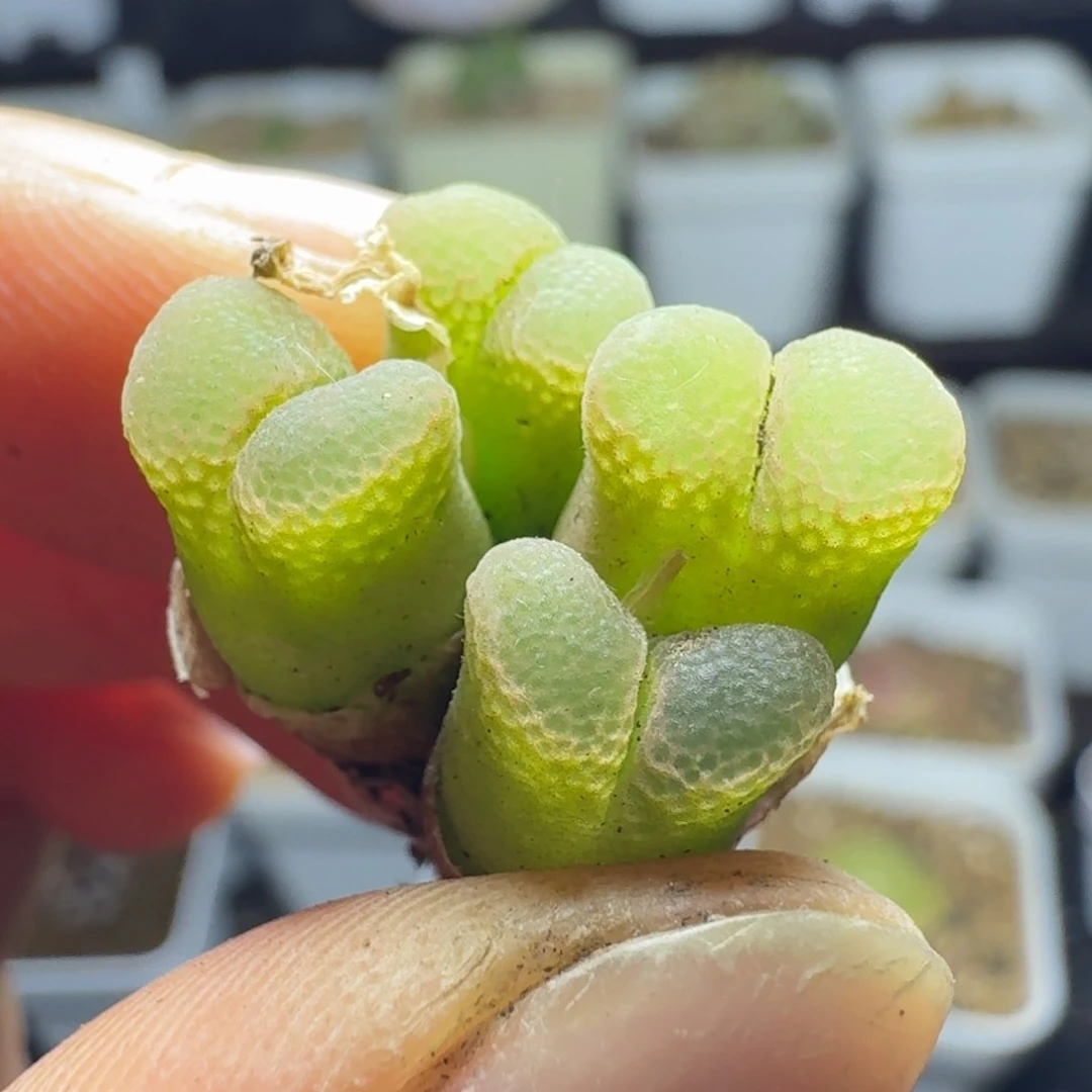 495福利出四头风铃