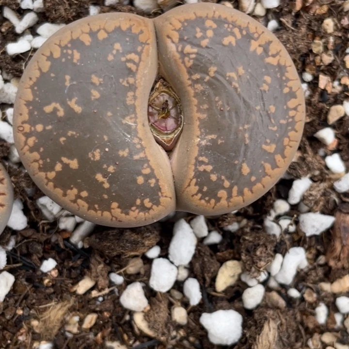 非偏远满20包邮558