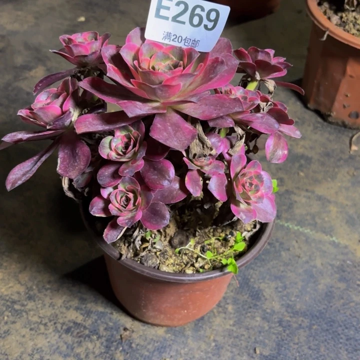 瑞妈多肉园艺269纳福