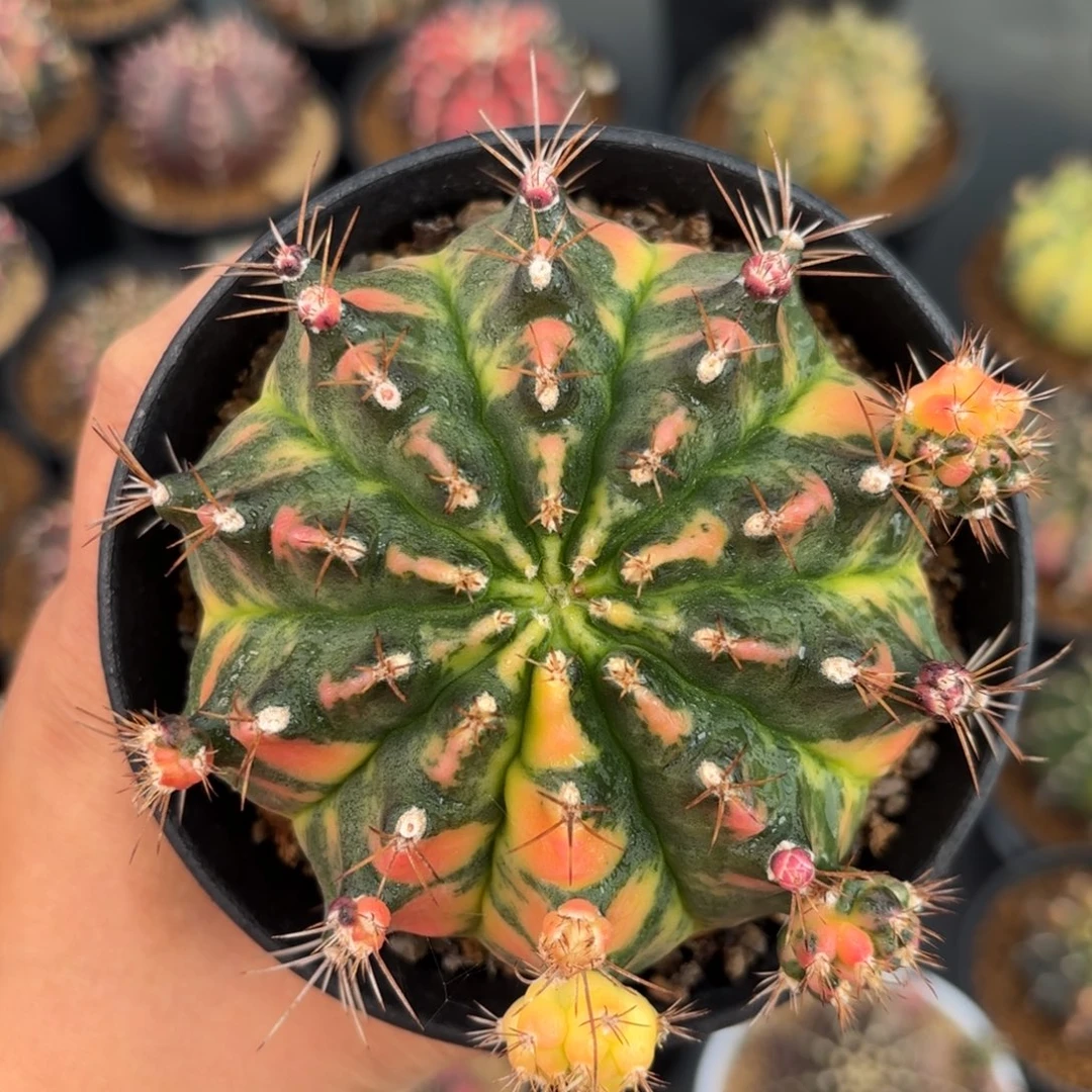 泰系米哈仙人球1号