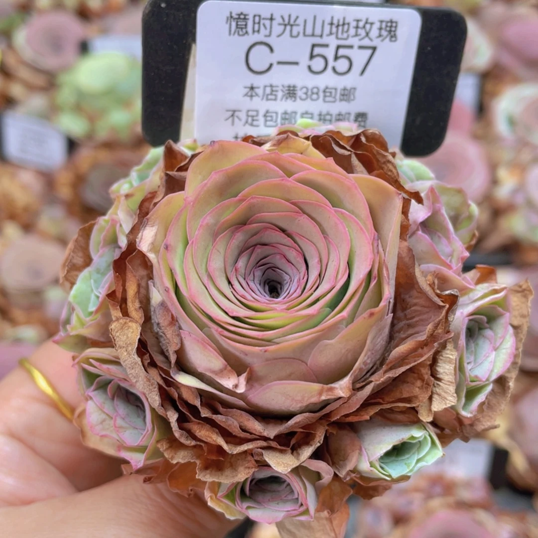 山地玫瑰C557裸根发货断枝不包损不售后