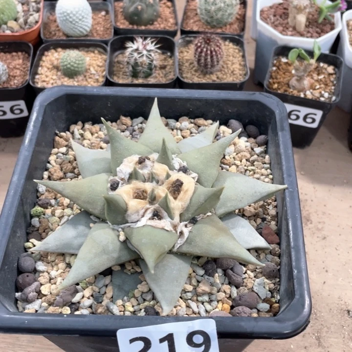 219实生大青瓷龙牙牡丹