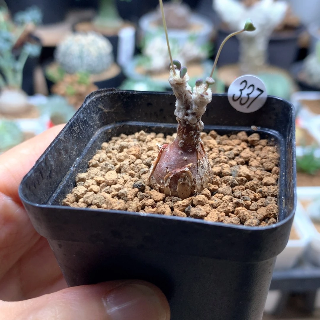 小派马厚敦菊带盆337
