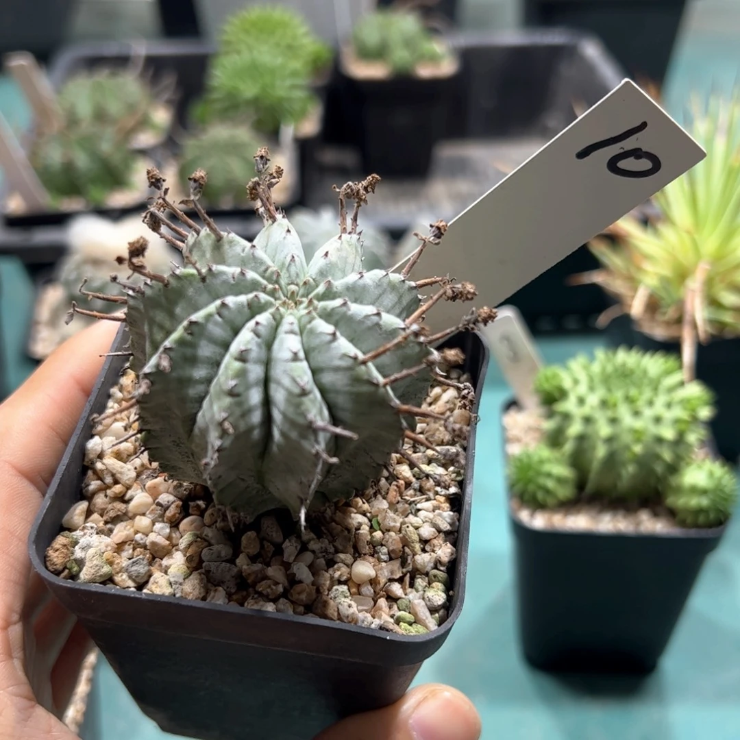 10号 魁伟玉 侧芽繁殖脱土发货