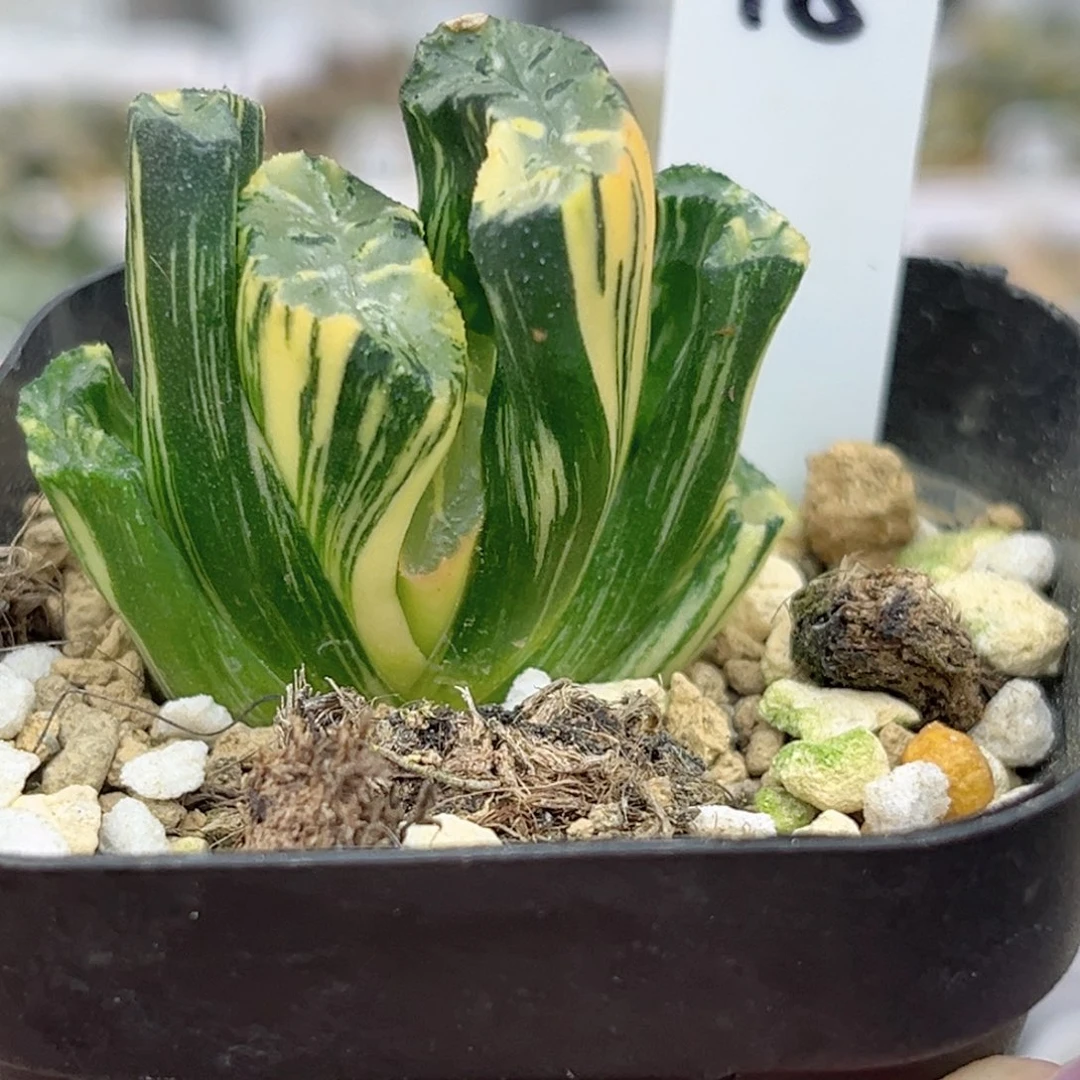 18北斋玉扇锦福利专场