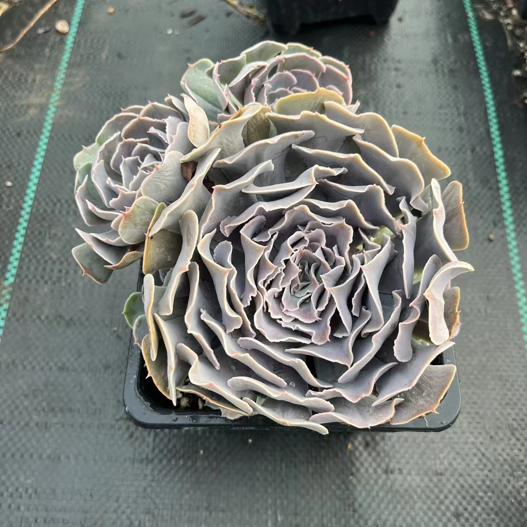 沙漠之星14厘米盆《加购物车满19.9自动包邮》多肉植物