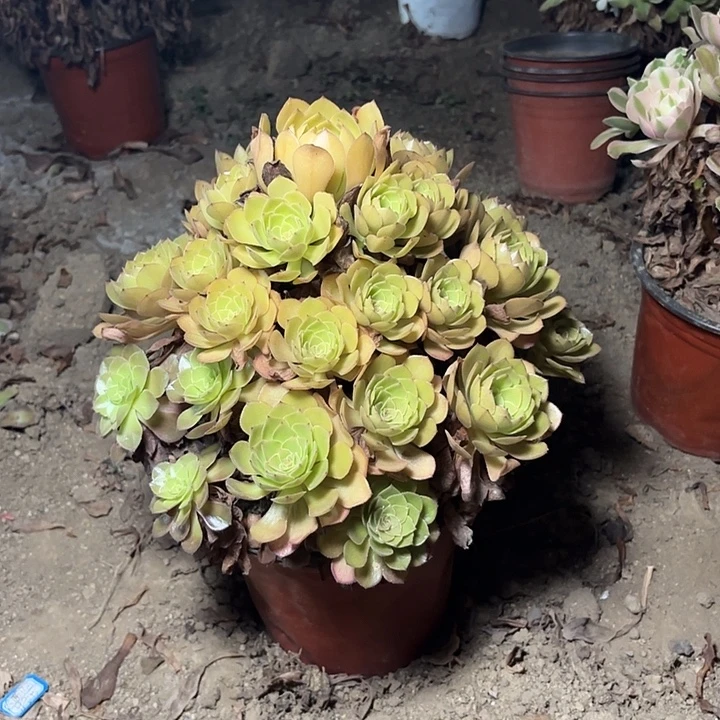 有***店多肉植物桃花石46