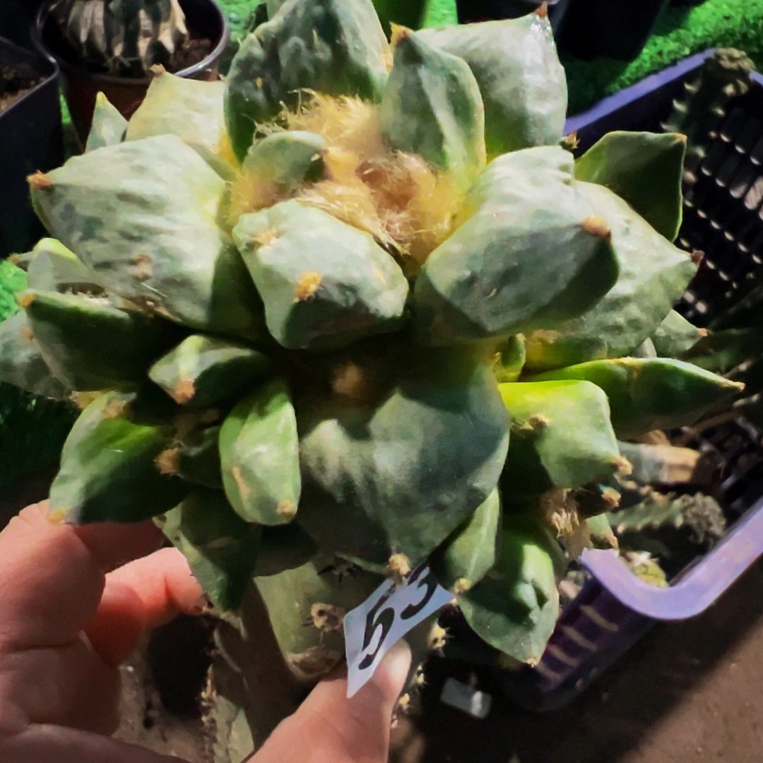 无花朵青瓷怒涛牡丹群536