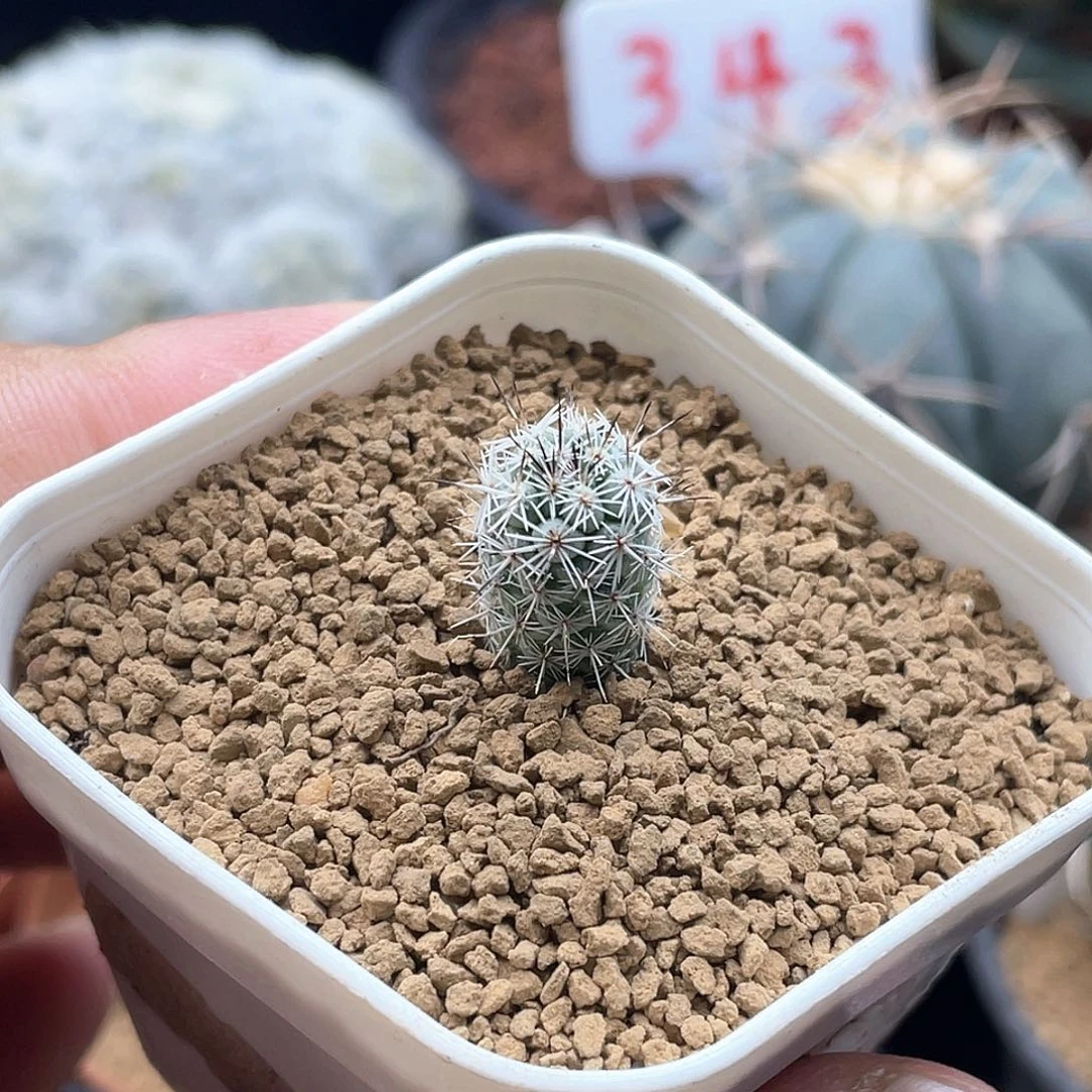 实生魔笛 马贼仙人球