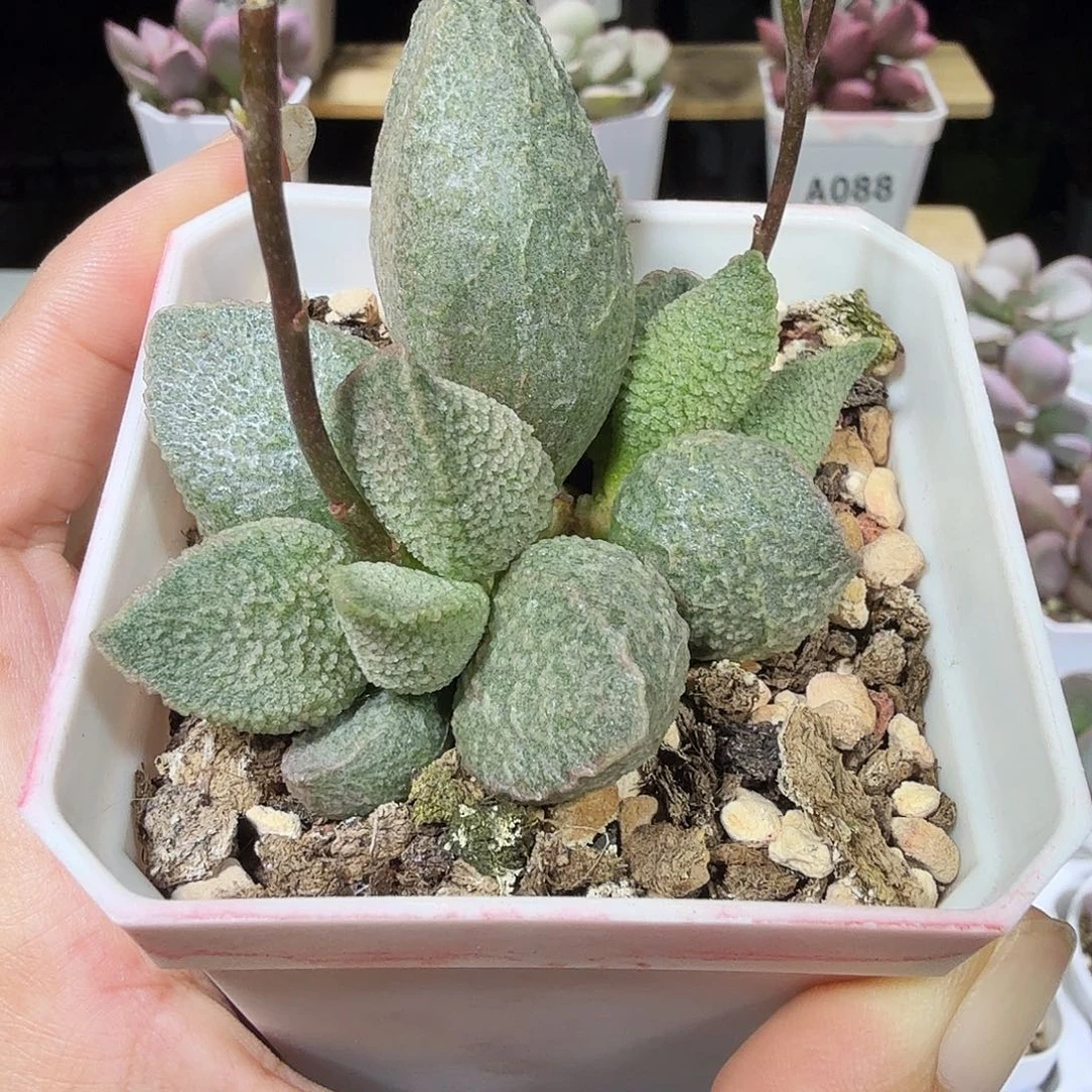 绿猪肝水泡多肉植物