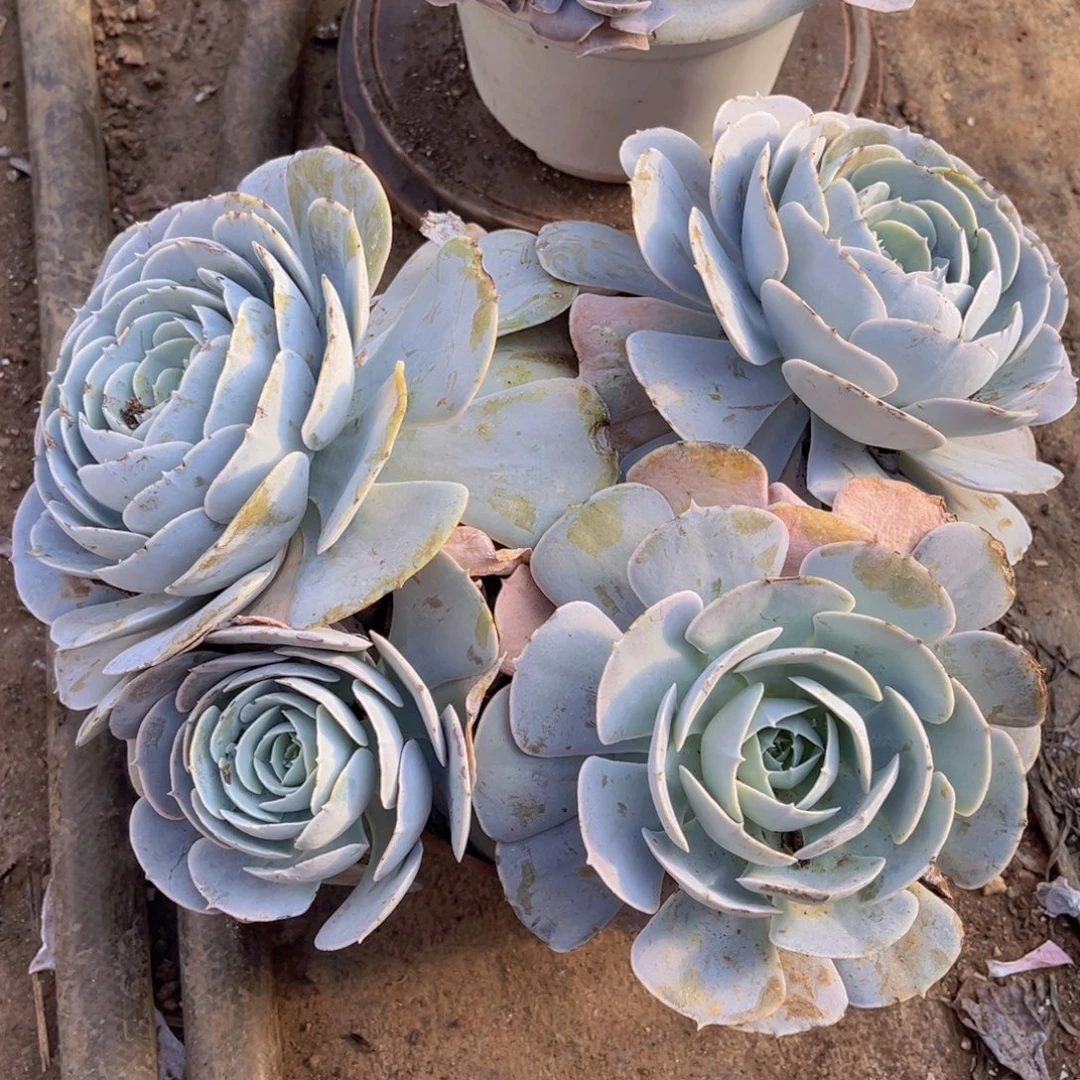 大四头圣卡洛斯，官服30