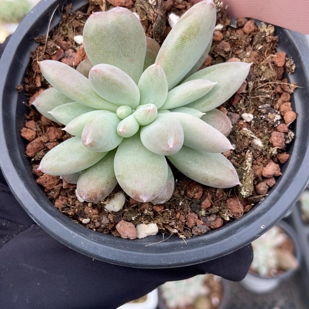 1815哥特缀多肉植物