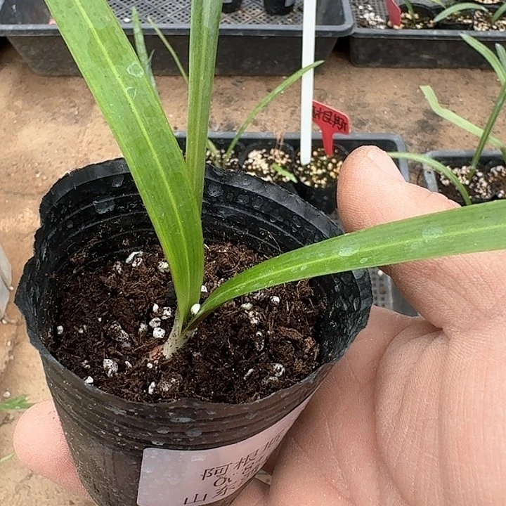 当前无花朵，栽培后可花朵简**活阿根丝