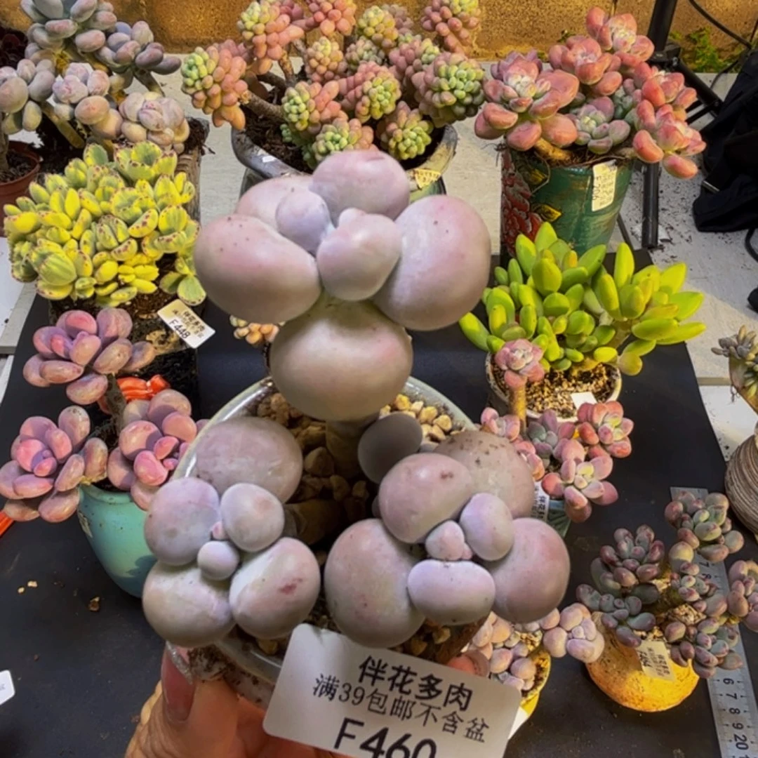 芭比奶酪460/6cm多肉